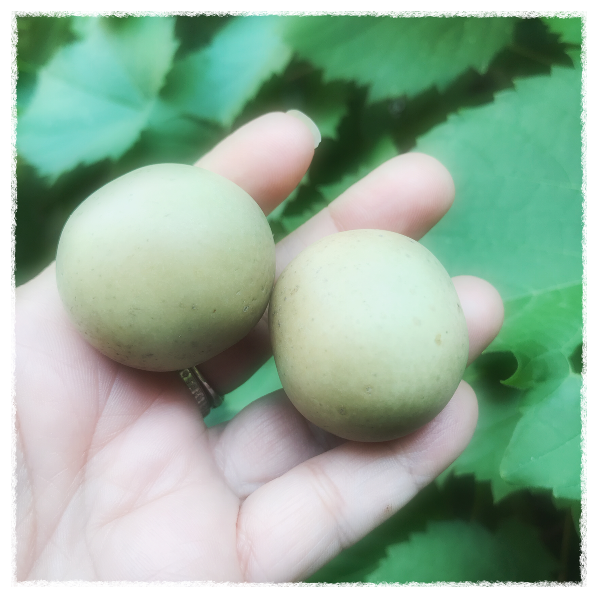 Enlight1434_1200x1200.png?v=