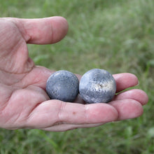 Load image into Gallery viewer, Blue Coral - Song of Stones