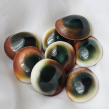 Load image into Gallery viewer, Green Cat&#39;s Eye Shiva Shell - Song of Stones