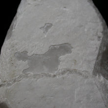 Load image into Gallery viewer, Ancient Horse - Song of Stones