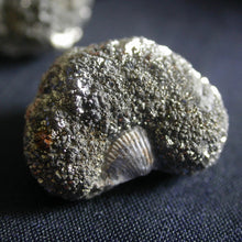Load image into Gallery viewer, Marcasite Fossil Nodules - Song of Stones