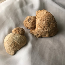Load image into Gallery viewer, Turtle Rattle Stone