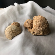 Load image into Gallery viewer, Turtle Rattle Stone