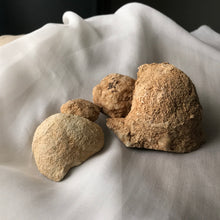 Load image into Gallery viewer, Turtle Rattle Stone