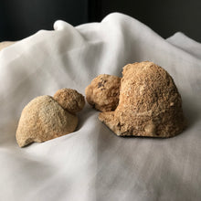 Load image into Gallery viewer, Turtle Rattle Stone