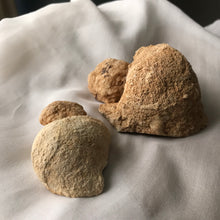 Load image into Gallery viewer, Turtle Rattle Stone