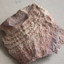 Load image into Gallery viewer, Rhyolite Wonderstone - Song of Stones