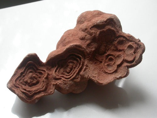 Stromatolite Sings