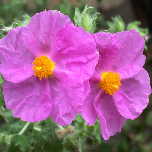 Rock Rose Essential Oil - Song of Stones