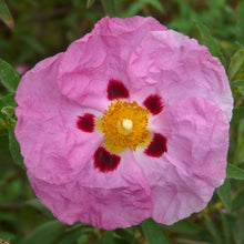Load image into Gallery viewer, Rock Rose Essential Oil - Song of Stones