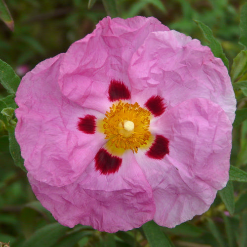 Rock Rose Essential Oil - Song of Stones