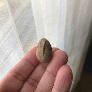 Hatching