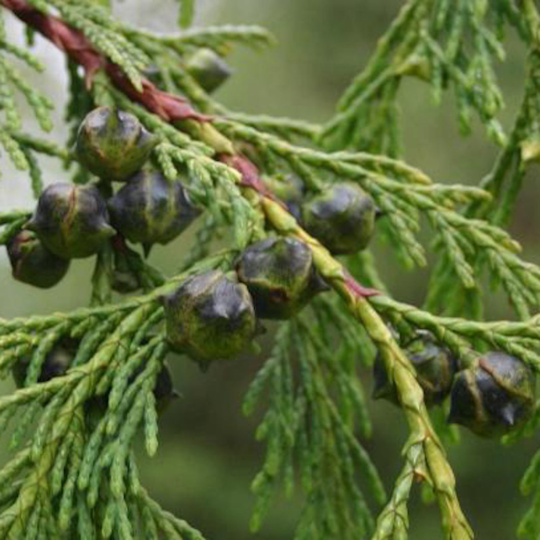 Nootka Essential Oil - Song of Stones