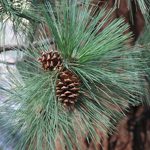 Ponderosa Pine Essential Oil - Song of Stones
