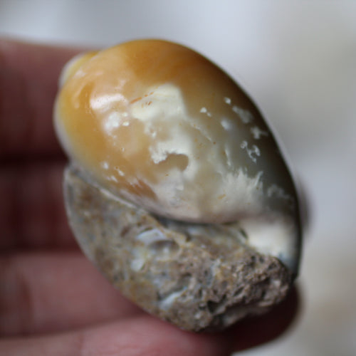 Counting Sheep Crystal Shell - Song of Stones