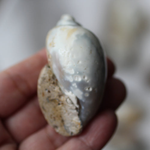 Crystal Shell - Song of Stones