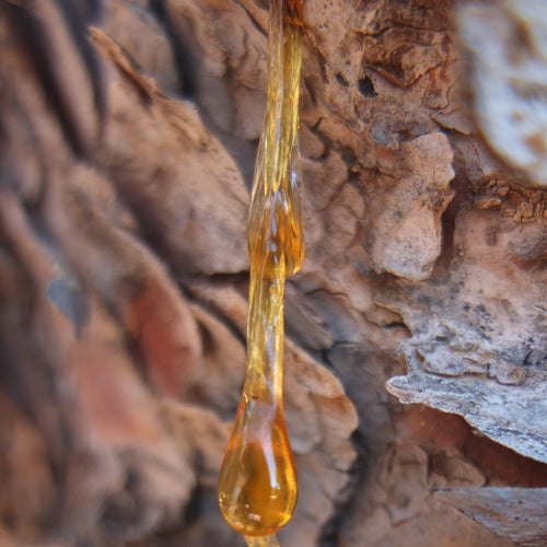 Balsam Copaiba Essential Oil - Song of Stones