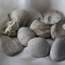 Load image into Gallery viewer, Sea Fossils - Song of Stones