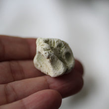 Load image into Gallery viewer, Sea Fossils - Song of Stones