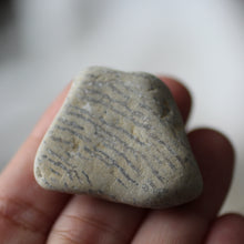 Load image into Gallery viewer, Sea Fossils - Song of Stones