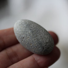 Load image into Gallery viewer, Sea Fossils - Song of Stones