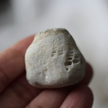 Load image into Gallery viewer, Sea Fossils - Song of Stones