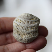 Load image into Gallery viewer, Sea Fossils - Song of Stones