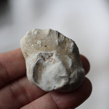 Load image into Gallery viewer, Sea Fossils - Song of Stones