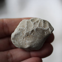 Load image into Gallery viewer, Sea Fossils - Song of Stones