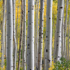 Adirondack Birch Essential Oil - Song of Stones