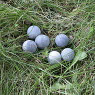 Blue Coral - Song of Stones