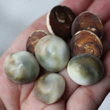 Load image into Gallery viewer, Blue Cat&#39;s Eye Shiva Shell - Song of Stones