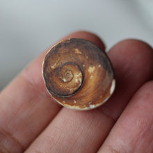 Load image into Gallery viewer, Blue Cat&#39;s Eye Shiva Shell - Song of Stones