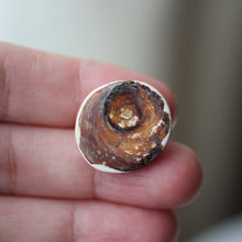 Load image into Gallery viewer, Blue Cat&#39;s Eye Shiva Shell - Song of Stones