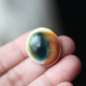 Green Cat's Eye Shiva Shell - Song of Stones
