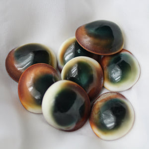 Green Cat's Eye Shiva Shell - Song of Stones