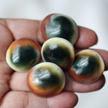 Load image into Gallery viewer, Green Cat&#39;s Eye Shiva Shell - Song of Stones