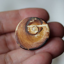 Load image into Gallery viewer, Green Cat&#39;s Eye Shiva Shell - Song of Stones