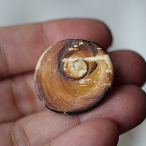 Green Cat's Eye Shiva Shell - Song of Stones