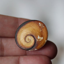 Load image into Gallery viewer, Green Cat&#39;s Eye Shiva Shell - Song of Stones