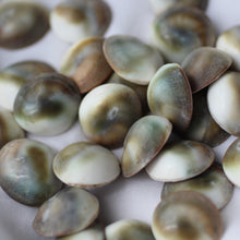 Load image into Gallery viewer, Blue Cat&#39;s Eye Shiva Shell - Song of Stones