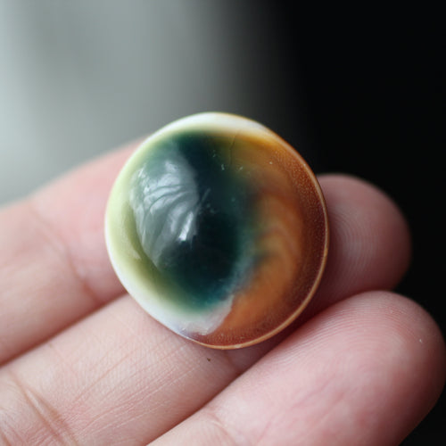 Green Cat's Eye Shiva Shell - Song of Stones