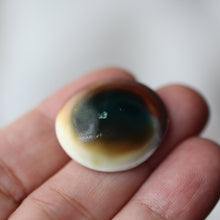 Load image into Gallery viewer, Green Cat&#39;s Eye Shiva Shell - Song of Stones
