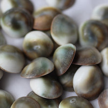 Load image into Gallery viewer, Blue Cat&#39;s Eye Shiva Shell - Song of Stones