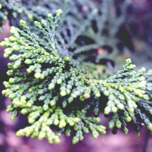 Jade Cypress Essential Oil - Song of Stones