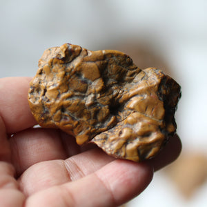 Golden Dragon Bones Desert Jasper