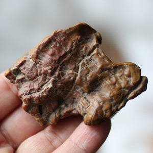 Golden Dragon Bones Desert Jasper