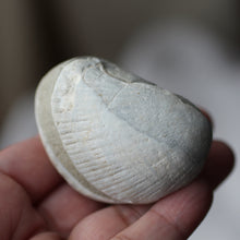 Load image into Gallery viewer, Clam Shell Fossil - Song of Stones
