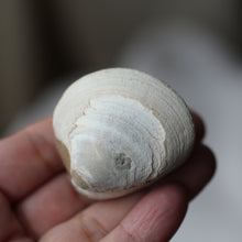 Load image into Gallery viewer, Clam Shell Fossil - Song of Stones
