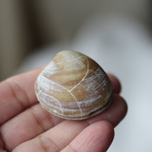 Load image into Gallery viewer, Clam Shell Fossil - Song of Stones